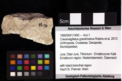 Foto (Objket + Etiketten) von Cracensigillatus gracilirostrus (Robins et al., 2013) 